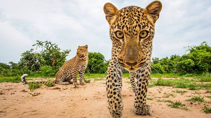 Wildlife and Animals